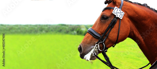 Cropped image of a horse. Horse wearing tack, horizontal view, close up. Equestrian sports, dressage test, horse tack concept.
