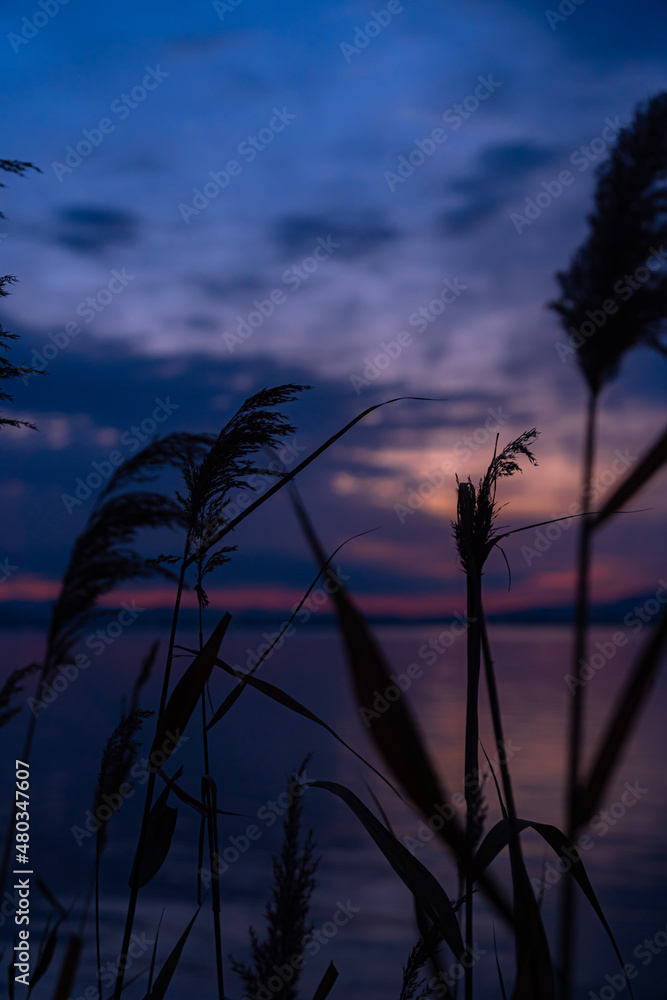 Obraz premium sunset in the field