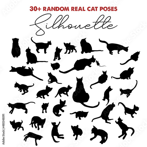 Fotografie, Obraz 33 real cat poses silhouette
