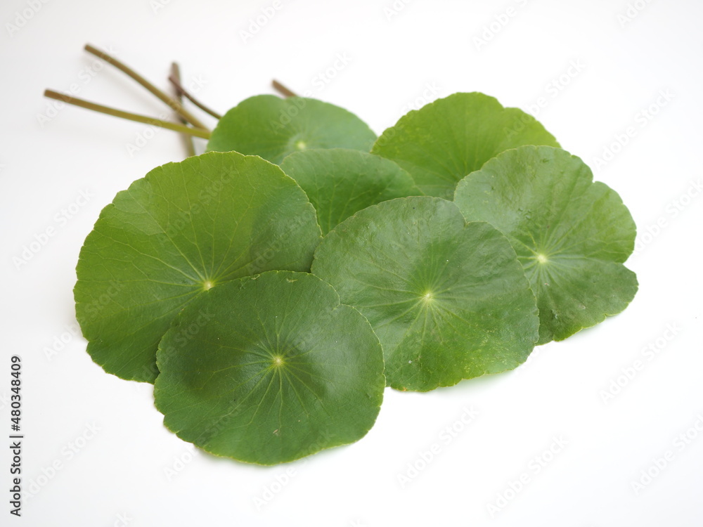 Asiatic leaf herb ayurveda herbal medicine inhibited or slowed growth of cancer cells Help prevent cancer, cure
bruise in. closeup photo, blurred.