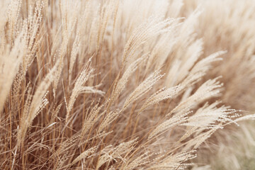 Abstract natural background of soft plants Cortaderia selloana. Pampas grass on a blurry bokeh, Dry reeds boho style. Fluffy stems of tall grass in winter