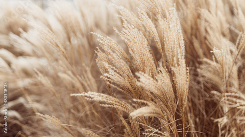 Abstract natural background of soft plants Cortaderia selloana. Pampas grass on a blurry bokeh  Dry reeds boho style. Fluffy stems of tall grass in winter