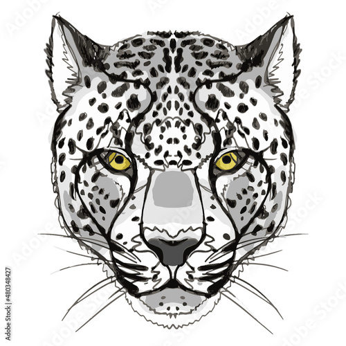 Vector print with the image of the snout of a snow leopard in the form of a hand drawing. 