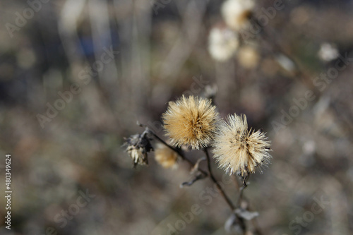 Macro beautiful brown and dried flower on blurry backgorund © Erik