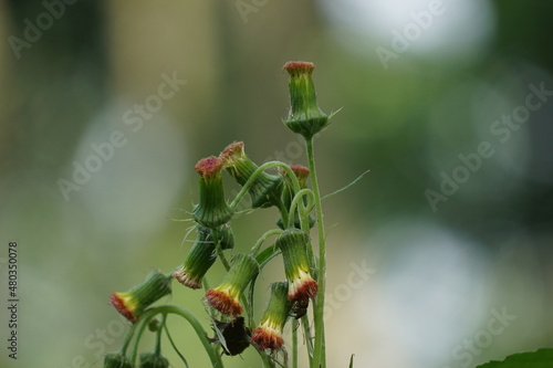 crassocephalum crepidioides, (also called fireweed, ebolo, thickhead, redflower ragleaf, sintrong, sentrong). Its fleshy, mucilaginous leaves and stems are eaten as a vegetable. photo