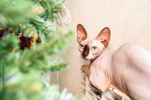 hairless cat of Canadian Sphynx breed sleeps on radiator near christmas tree.  photo