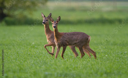 Two female Roe deer in a meadow