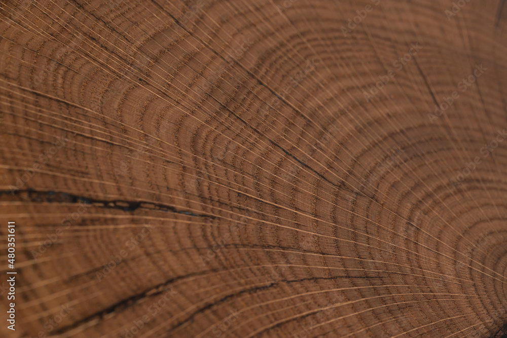 Naklejka premium handmade table made of natural elm wood, isolated on a white background