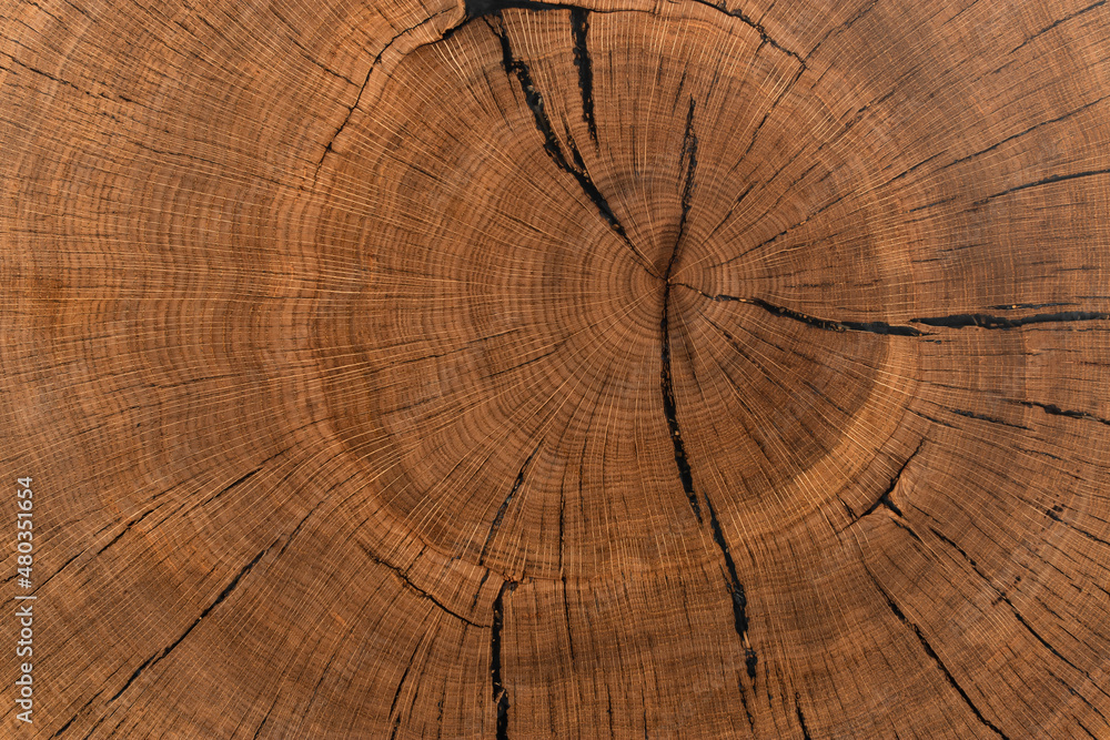 Fototapeta premium handmade table made of natural elm wood, isolated on a white background