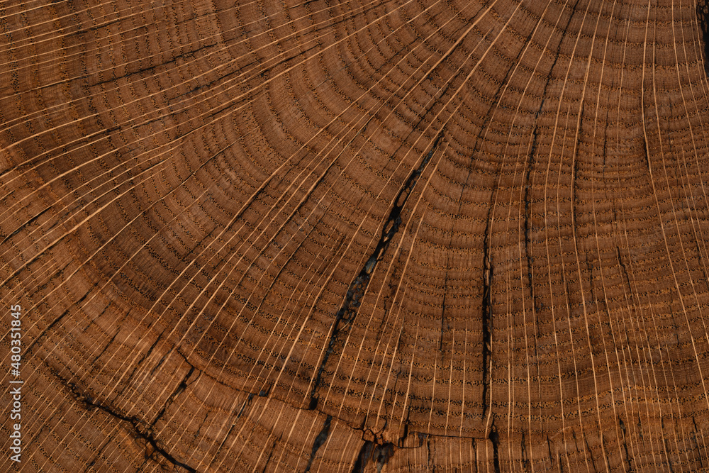Fototapeta premium handmade table made of natural elm wood, isolated on a white background