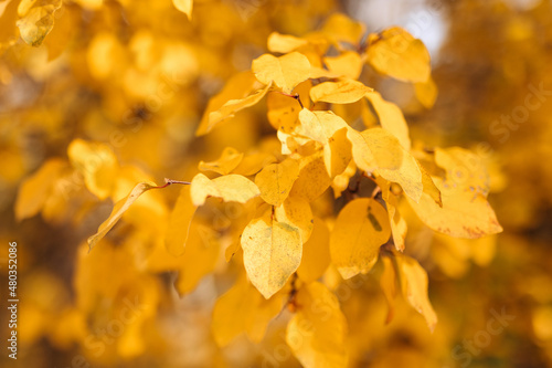 Autumn background with yellow leaves on branches against the background of the sunset. Golden autumn.