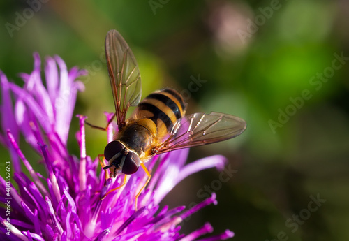 One honey bee collecting pollen on yellow flower. Close up macro © Iuliia