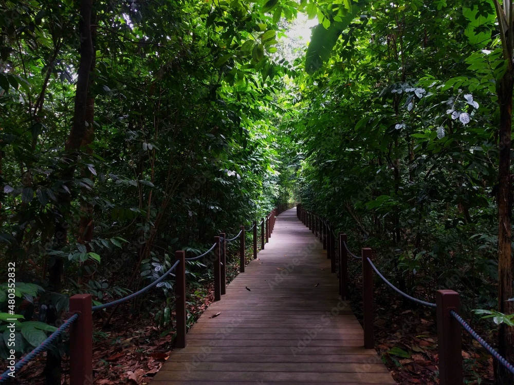 Fototapeta premium Singapore Footpath in the gardens and trees