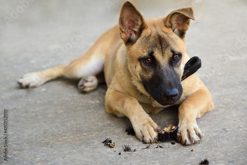 A young brown dog sits on a path and looks ahead. Between his paws are the remains of a spiny sea urchin that he has bitten.