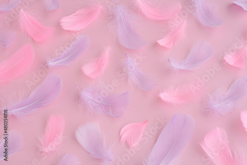 pink purple feather and fluff on pink background, abstract festive, love romantic, easter background