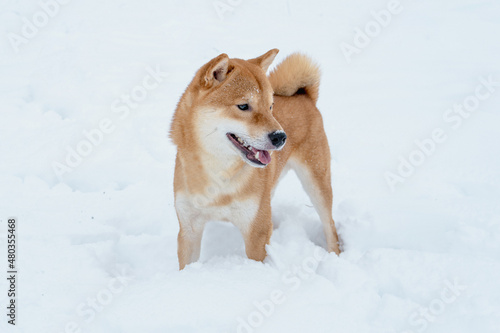The Shiba Inu Japanese dog plays in the snow in winter. © Quatrox Production