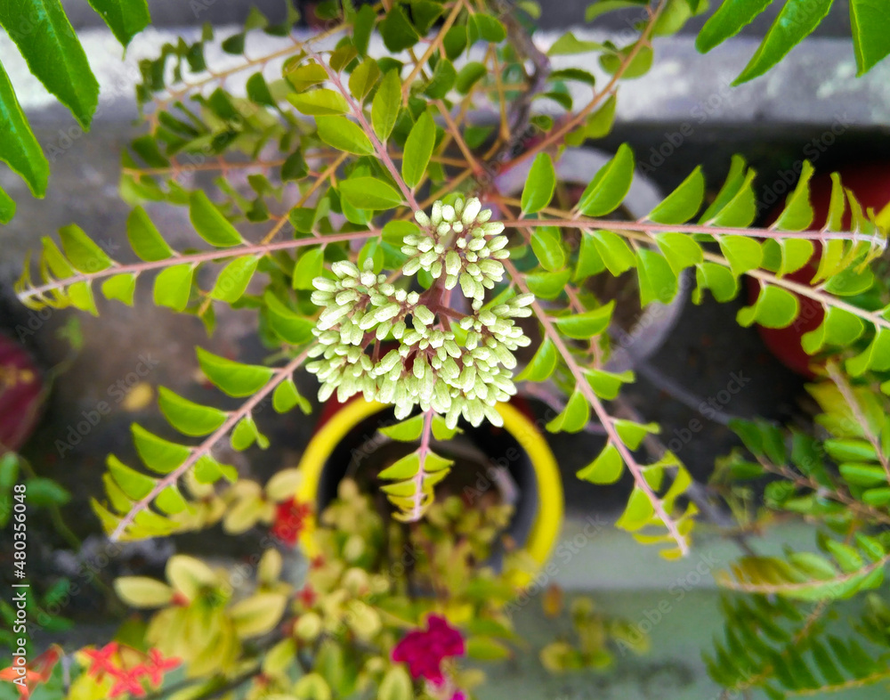 a bunch of flowers blooming in branch of green leaves plant growing in the garden, nature photography, gardening background a bunch of flowers blooming in branch of green leaves plant growing in the garden, nature photography, gardening background