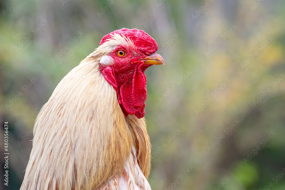 Portrait of a rooster with light feathers close up in profile on a blurred background