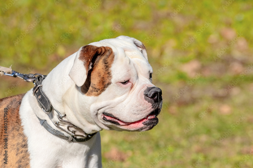 Dog breed American Bulldog  close up on a leash in sunny weather. Portrait of a dog