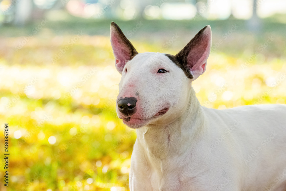 Bull terrier dog portrait close up in profile outdoors