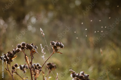 ants on the grass © Евгения Жилинская