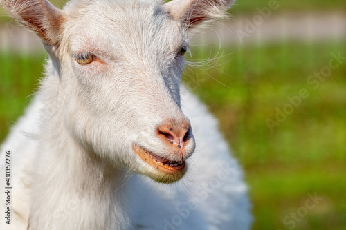 Close-up portrait of a white goat, a goat on a pasture