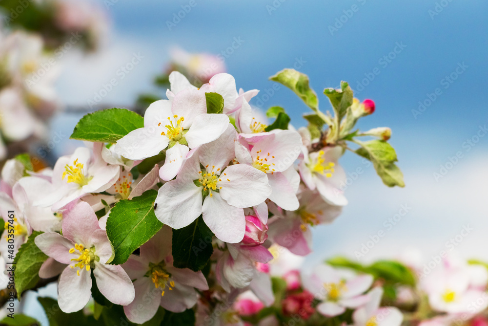 Fototapeta premium Apple blossoms. Apple tree flowers on a background of blue sky in sunny weather