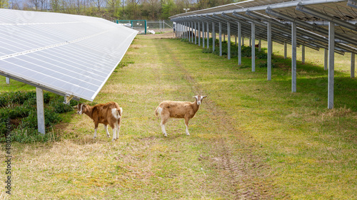 Ziegen in einer Solapark Anlage