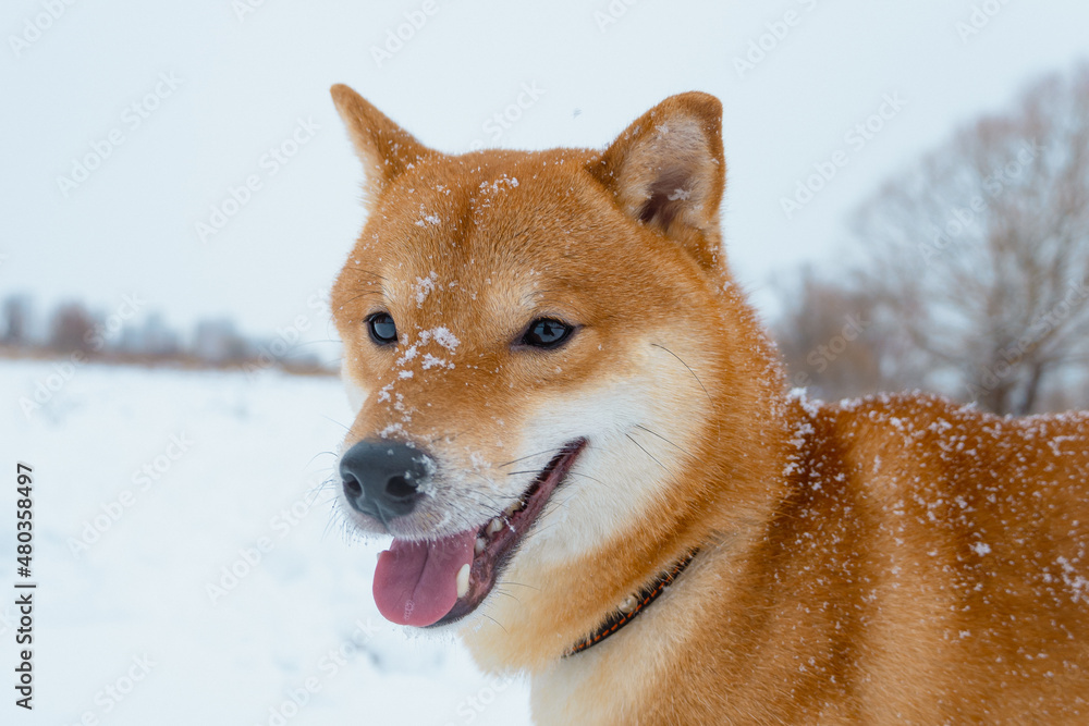 The Shiba Inu Japanese dog plays in the snow in winter. The Shiba Inu Japanese dog plays in the snow in winter.