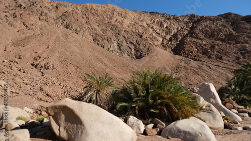 Sinai mountains and oaisis photo