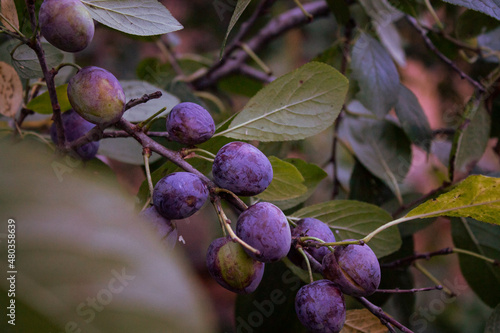 Plums on a 🌳 