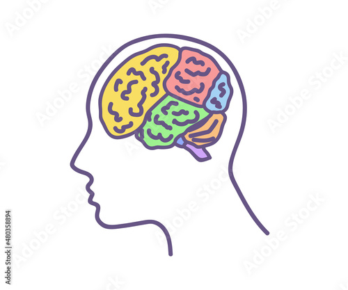Head and brain on a white background. Regions of the human brain. Vector illustration.