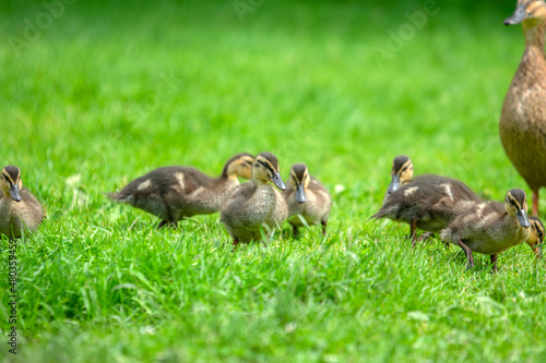 Close Up Cute Little Ducks And Mother At Amsterdam The Netherlands 19-6-2020