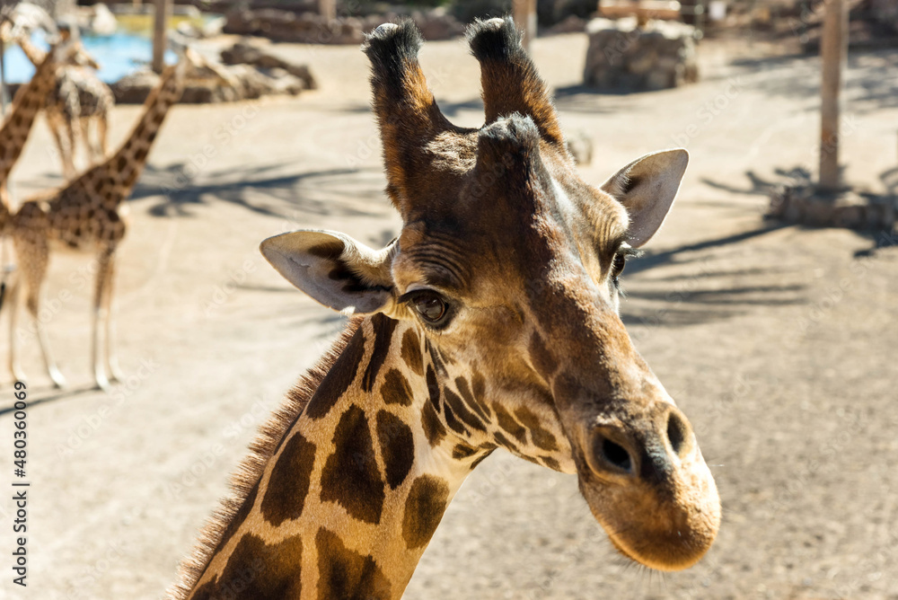 Naklejka premium Giraffes at the zoo in Fuerteventura. Oasis Wildlife