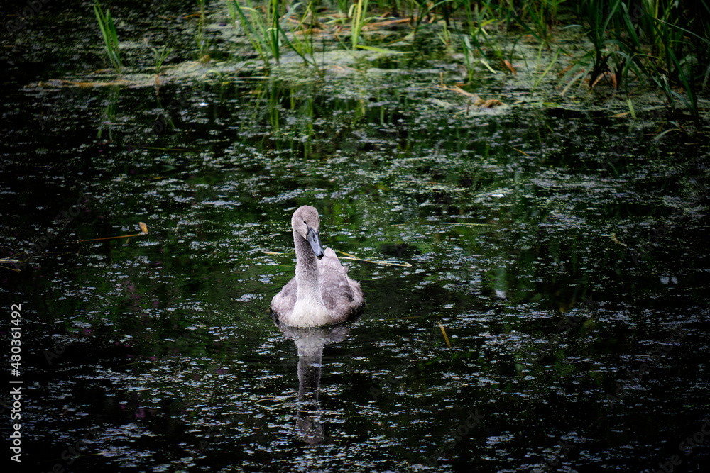 Fototapeta premium A cygnet swimming in a river of green waters