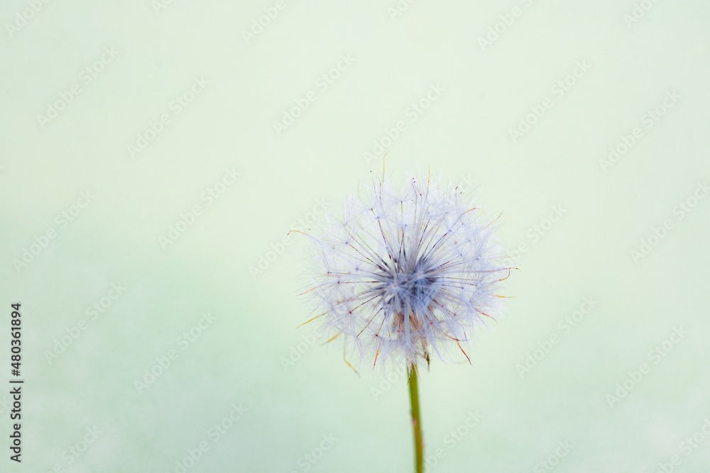 Close up shot of dandelion flowerhead 