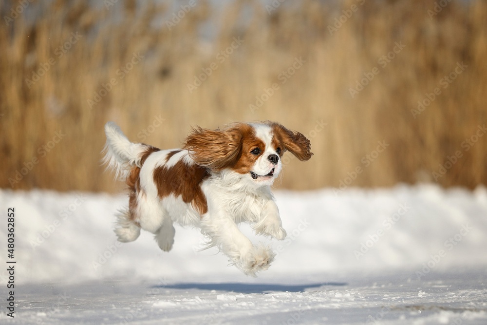 dog running in the snow