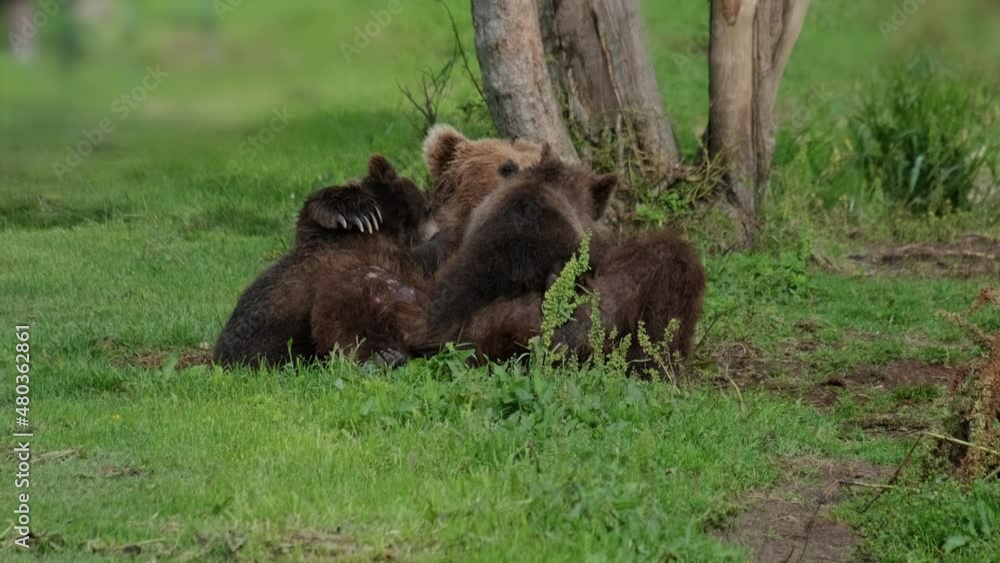 Brown bear mother feeding breast milk cubs at summer, Kamchatka, Russia, 4k Brown bear mother feeding breast milk cubs at summer, Kamchatka, Russia, 4k