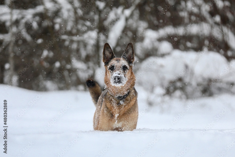 german shepherd dog in snow