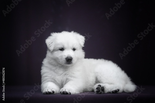 white puppy on black background