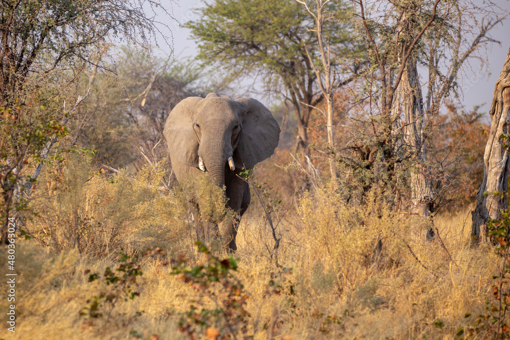 Fototapeta premium Elefant
