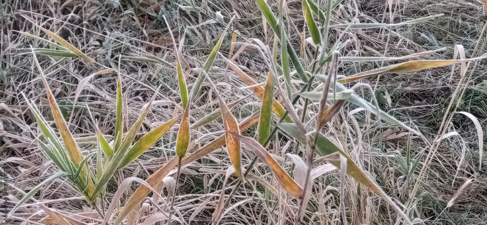 sedge in frost