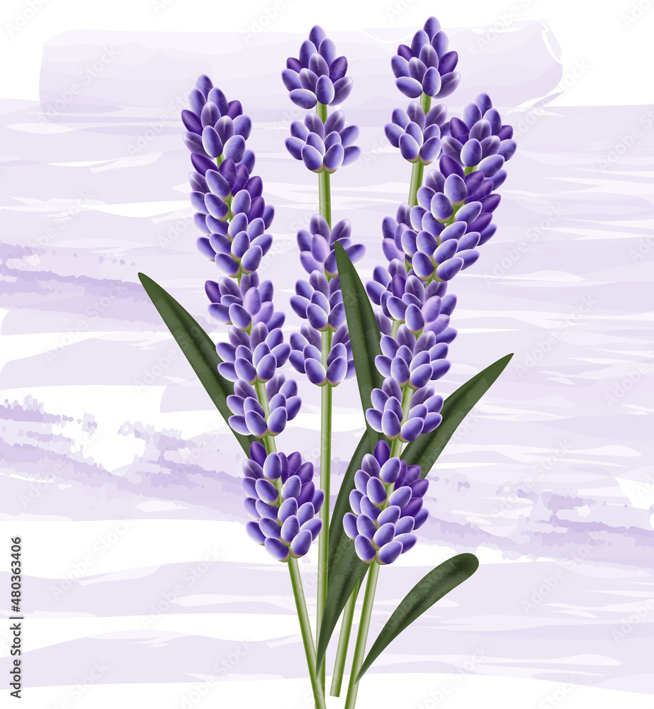 Obraz premium Lavender bouquet on watercolor background. Vector detailed 3d elements