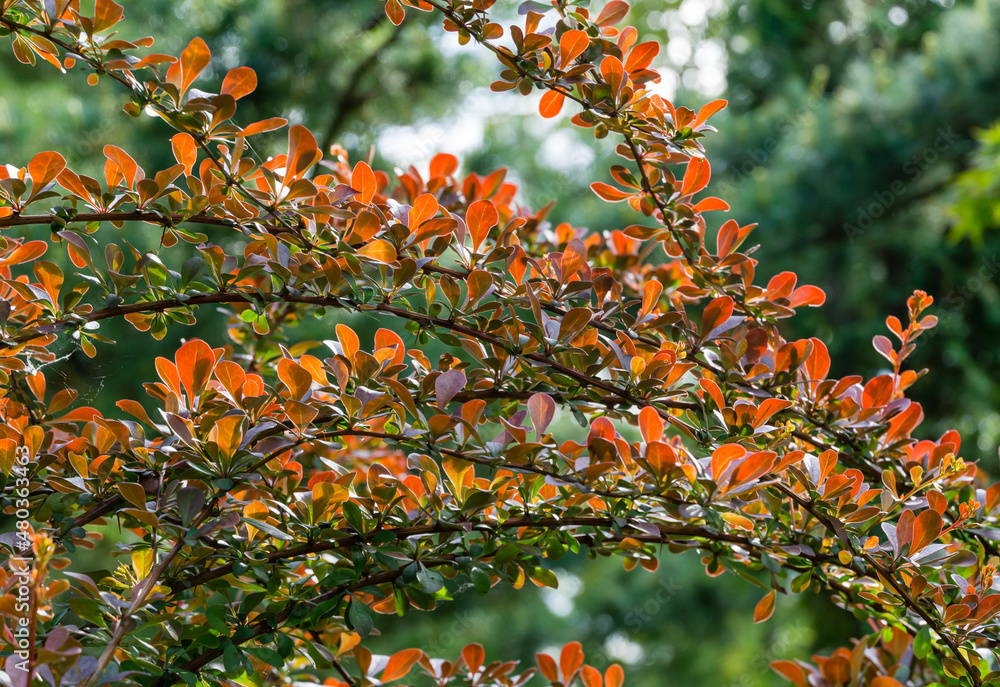 Beautiful purple foliage on curved branches of barberry Berberis thunbergii Atropurpurea perfectly harmonizes with evergreen plants in any ornamental garden. Selective focus. Nature concept for design