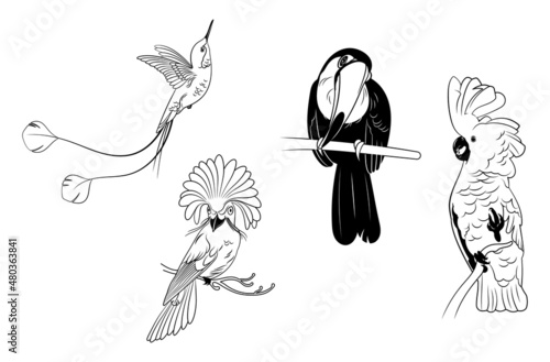 Set of exotic birds. Collection of tropical birds on a branch cockatoo, toucan, hummingbird. Wildlife. Vector illustration of animals on a white background.