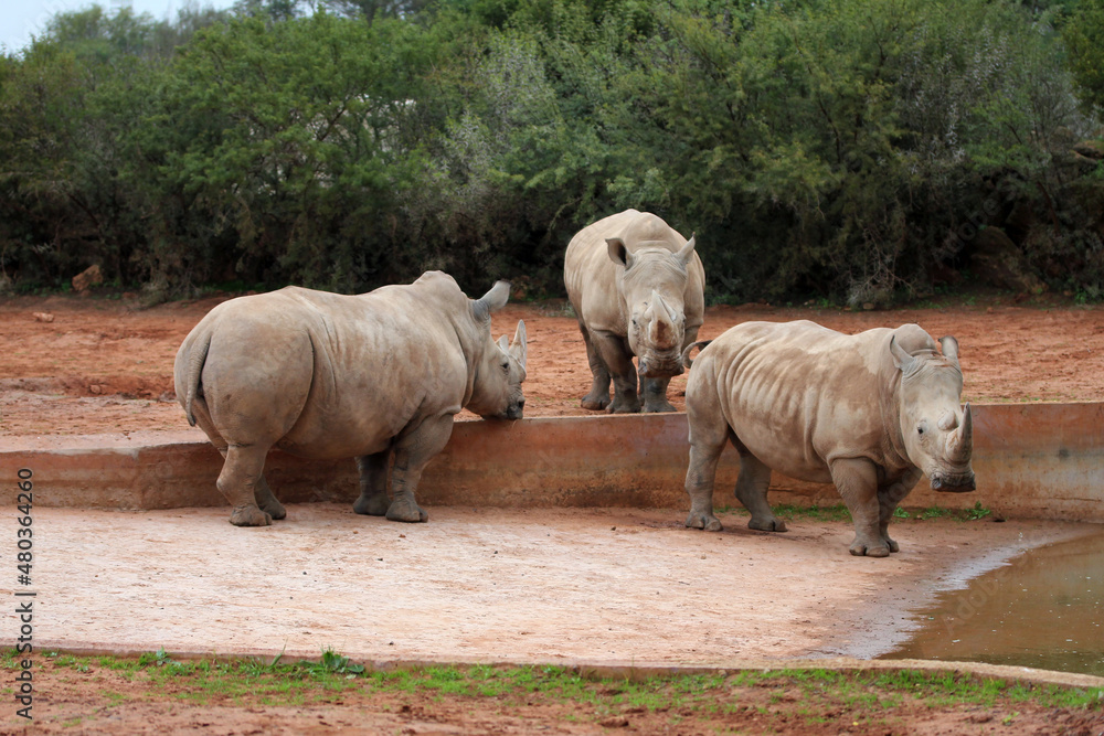 Obraz premium Three white rhinoceros (Ceratotherium simum) standing together