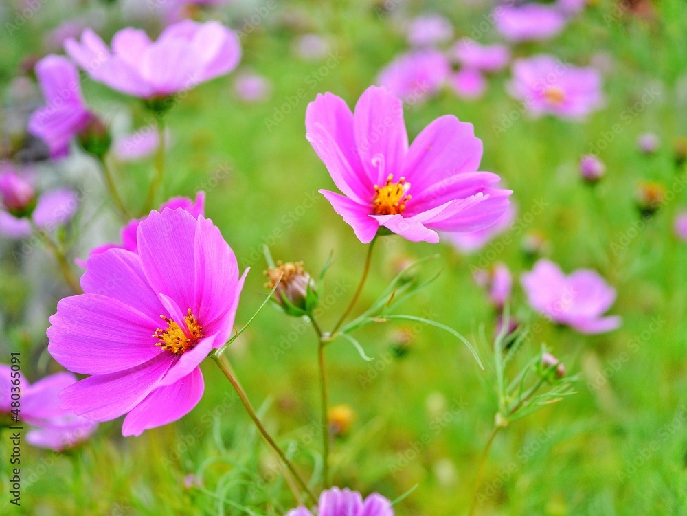 pink cosmos flowers