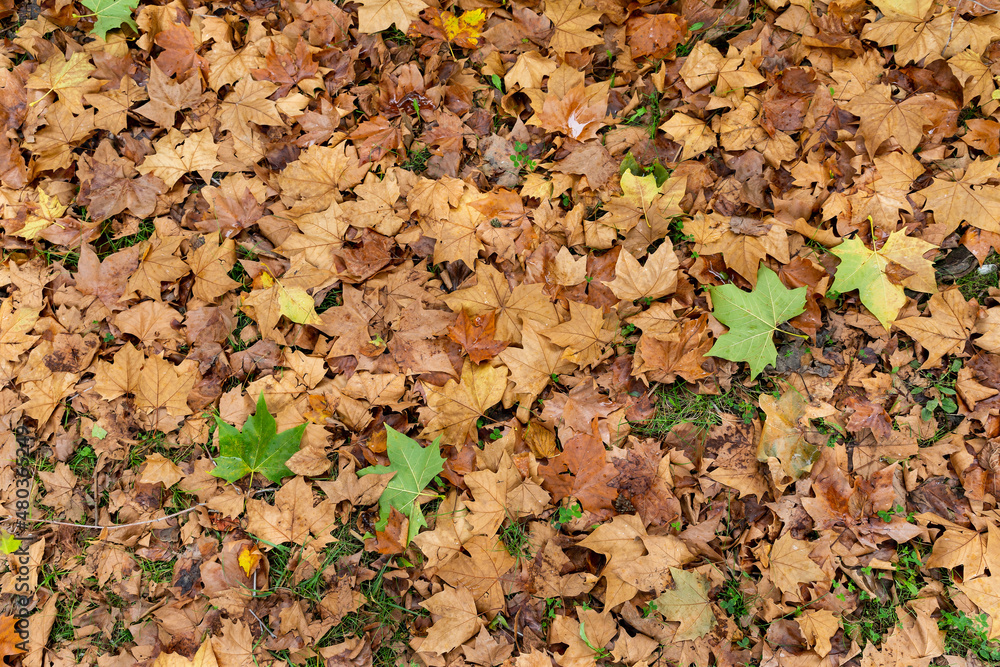 background with autumn leaves background with autumn leaves