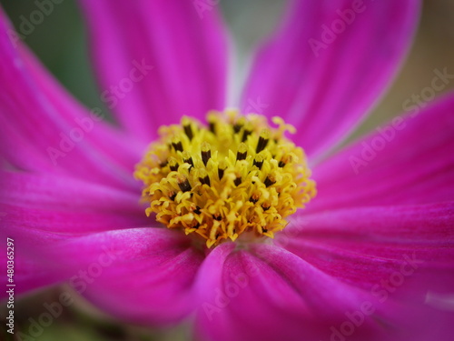 Photos close up of a flower