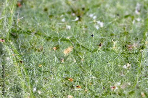 Two-spotted Spider mite Tetranychus urticae on the underside of the leaf. It is a dangerous pest of plants. photo